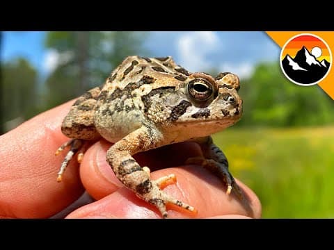 What Are the Unique Features of Fowler's Toads? thumbnail