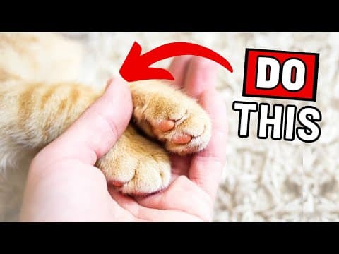 15 Ways to Tell Your Cat You Love Them (So That They Understand) thumbnail
