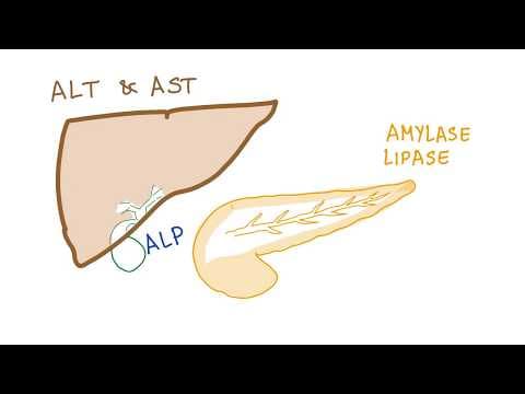 Liver and pancreatic enzymes explained | AST, ALT, GGT, ALP, Amylase & Lipase thumbnail