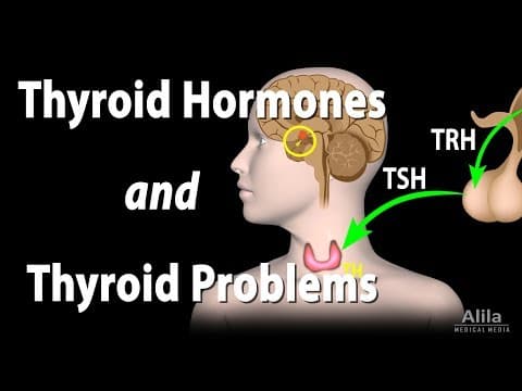 Thyroid Gland, Hormones and Thyroid Problems, Animation thumbnail