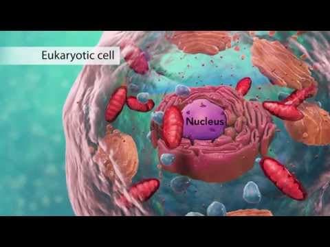 Biology: Cell Structure (with Joanne Jezequel) thumbnail