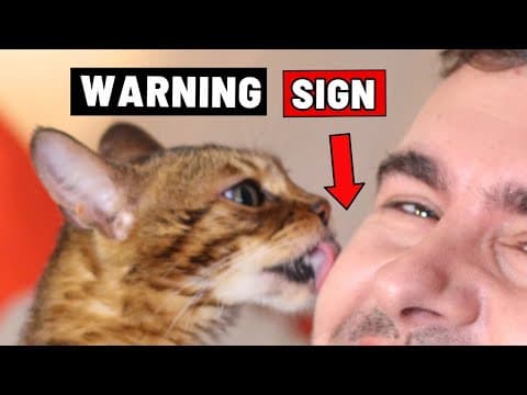8 Signs That Your Cat Doesn't Love You thumbnail