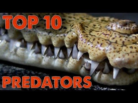 What Are the Top 10 Predators of North America? thumbnail