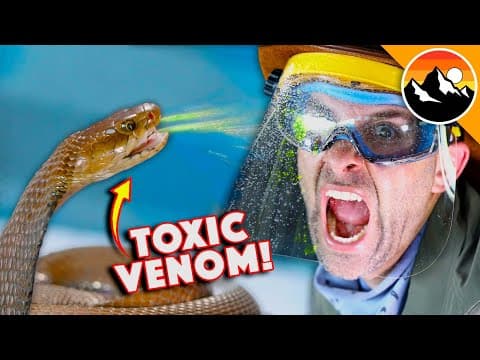 What Happens When a Mozambique Spitting Cobra Attacks? thumbnail