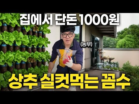 실내에서 1000원 이하로 상추를 무한 재배하는 방법은 무엇인가? thumbnail