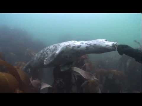 What Is SCUBA Diving with Seals Like in the Farne Isles? thumbnail
