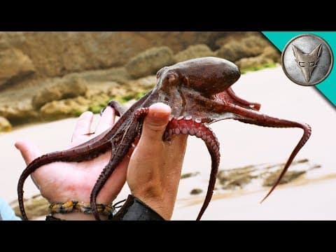 What Aquatic Creatures Did We Find in South Africa's Tide Pools? thumbnail