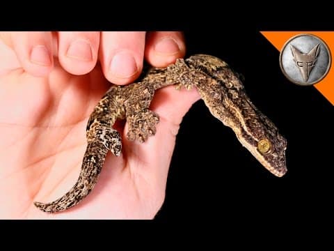 What Makes the Turnip-Tailed Gecko Unique? thumbnail