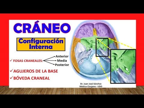 🥇 FOSAS CRANEALES. Agujeros de la base del Cráneo. Configuración Interna thumbnail