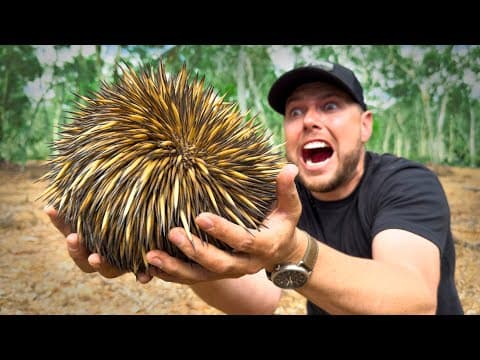 How to Find and Handle an Echidna Safely thumbnail
