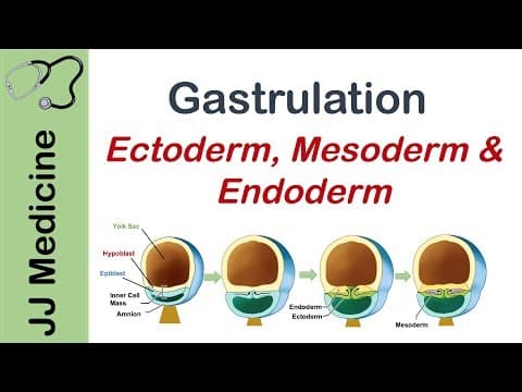 Gastrulation | Formation of Germ Layers | Ectoderm, Mesoderm and Endoderm thumbnail
