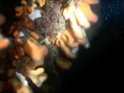 Night Dive on the F2 & Barge - Scapa Flow thumbnail