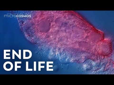 A Microscopic Tour of Death | Compilation thumbnail