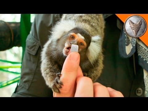 Why Do Tiny Monkeys Love Marshmallows? thumbnail