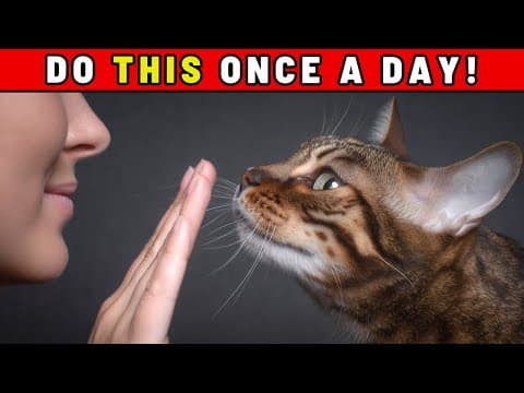 Do These 6 Things Daily – That’s How Cats Know You Love Them thumbnail