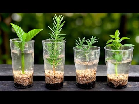 🌿 Acelera el Enraizamiento | Técnica Biológica de Cultivo en Agua thumbnail