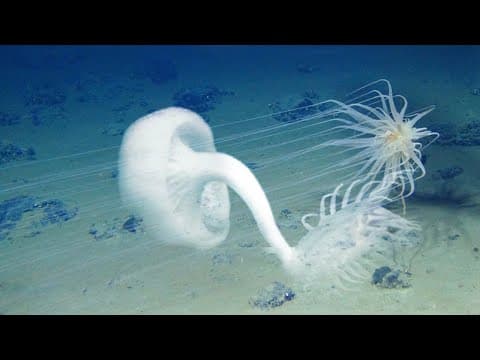 Underwater volcano: into the abyss thumbnail