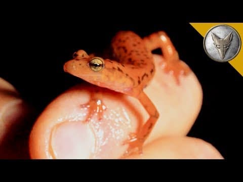 How to Find and Study Cave Salamanders in West Virginia thumbnail