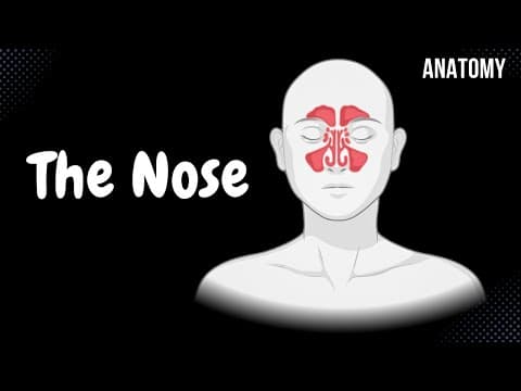 Nasal Anatomy (Cartilage, Nasal Cavity, Sinuses, Meatuses, Nasal Mucosa) thumbnail