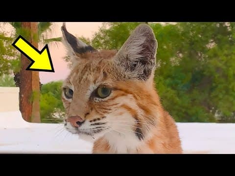 He Always Afraid of Bobcats and Froze When He Saw One, Then It Gave Him This Look thumbnail