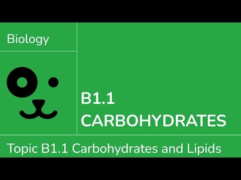 B1.1 Carbohydrates [IB Biology SL/HL] thumbnail