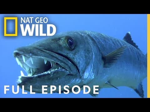 What Are the Most Dangerous Underwater Predators? thumbnail