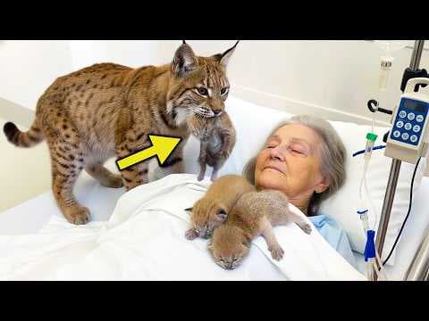 Bobcat Brings Kittens to a Dying Woman—But the Heartbreaking Truth Leaves Entire Room in Tears! thumbnail