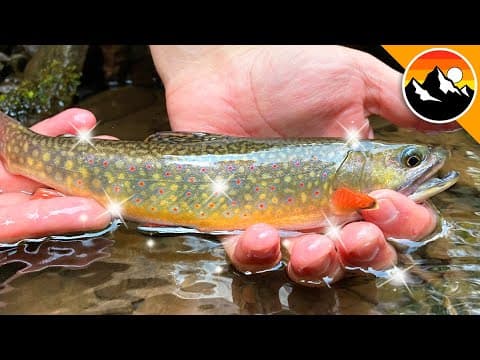 How to Catch Native Brook Trout in West Virginia thumbnail