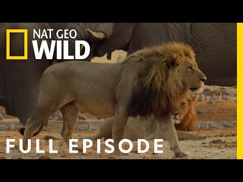 Lion Uprising: Traitors of the Pride | Suppressing Rebellion (Full Episode) | Savage Kingdom thumbnail