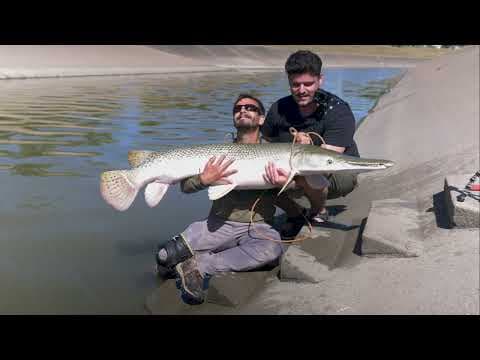 Alligator Gar: Houston's Best Kept Secret thumbnail