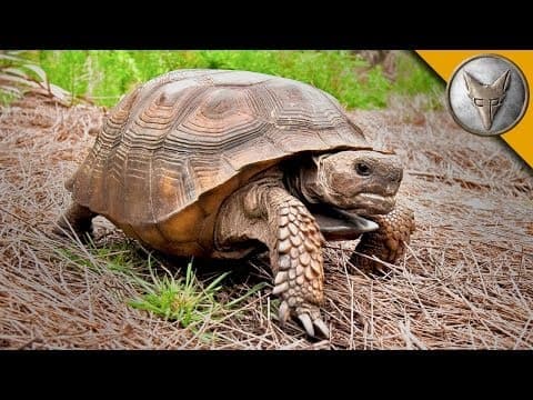 What Are Gopher Tortoises and How Are They Conserved? thumbnail