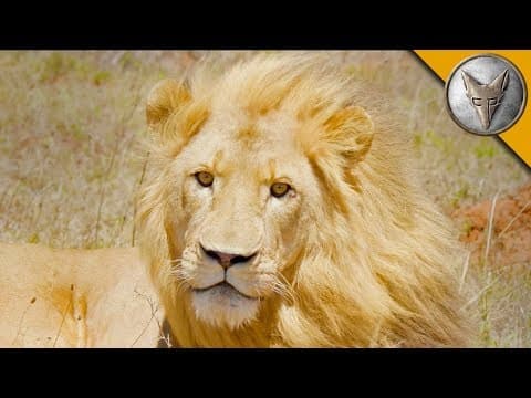 How to Track and Tranquilize Lions in the Wild thumbnail