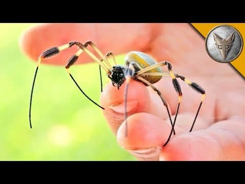 What Should You Know About the Golden Orbweaver Spider? thumbnail