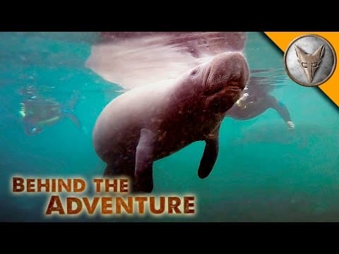 How to Swim with Manatees in Crystal River thumbnail