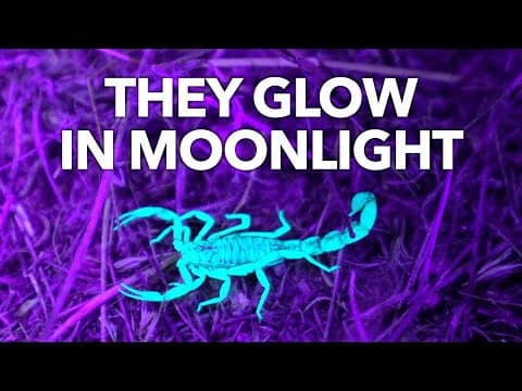 Why Scorpions Glow in the Dark thumbnail