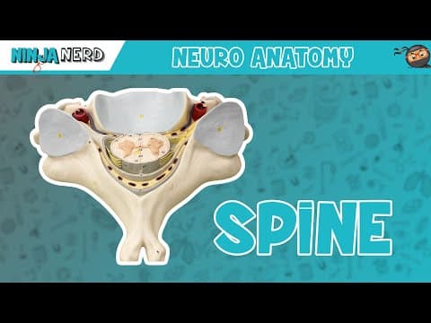 What is the spinal cord cross-section anatomy explained thumbnail