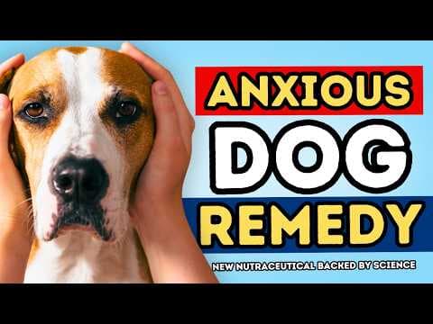 New Dog Anxiety Remedy Vets Are Talking About thumbnail