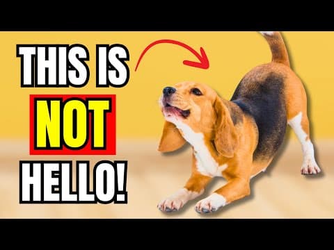 If Dogs STRETCH When They See You, This Is What It Really Means thumbnail