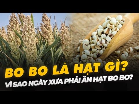 BO BO LÀ HẠT GÌ? VÌ SAO NGÀY XƯA PHẢI ĂN HẠT BO BO? thumbnail