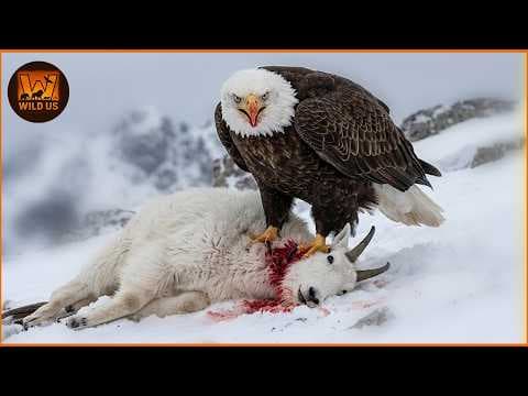 How Do Eagles Execute Precision Hunts? thumbnail