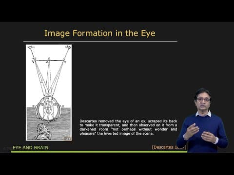Animal Eyes | Image Formation thumbnail