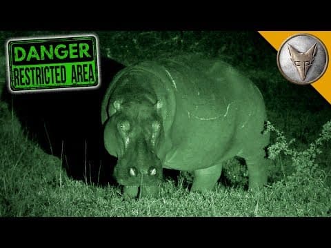 How Do Hippos Behave at Night in South Africa? thumbnail