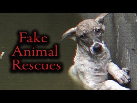 What Are the Dangers of Fake Animal Rescue Channels on YouTube? thumbnail