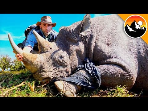How Does Dehorning Help Save Rhinos from Poachers? thumbnail