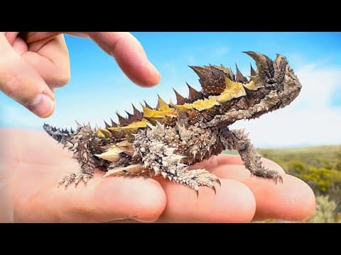 What Makes the Thorny Devil the Sharpest Lizard? thumbnail
