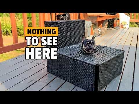 Funny Frenchie VS Furniture! 🤣 💥 | Pets Being JERKS! thumbnail