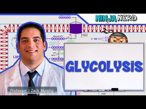 What Is Glycolysis and How Does It Work? thumbnail