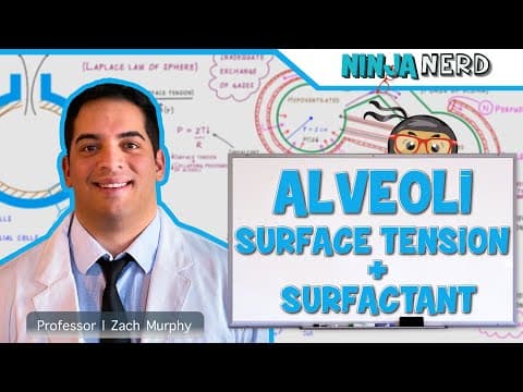 How Does Surfactant Keep Alveoli from Collapsing? thumbnail