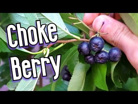 CHOKEBERRIES (Aronia) - A North American Fruit That is Popular in Europe - Weird Fruit Explorer thumbnail