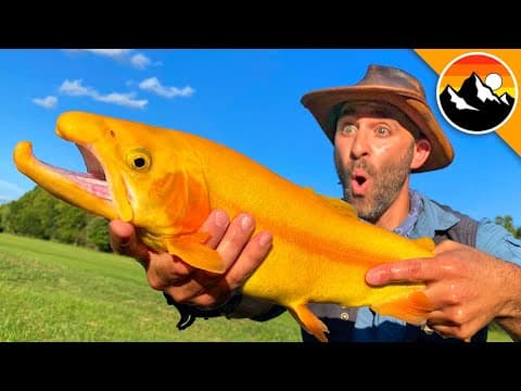 GOLDEN TROUT - Animal Crossing's Rare Fish? thumbnail